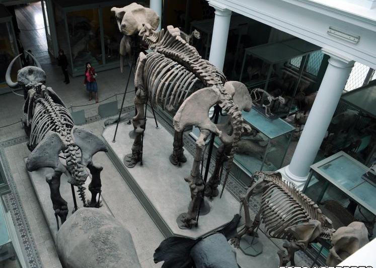 Muzeul Antipa, Foto: AGERPRES