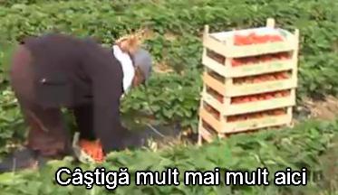 Muncitori sezonieri (foto arhiva), Foto: ec europa.eu