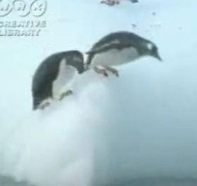 Pinguinii la piscina, Foto: Captura Trilulilu