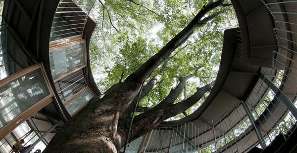 Gradinita Fuji, Foto: Katsuhisa Kida