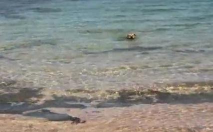 Caine vs. rechin, Foto: Captura YouTube