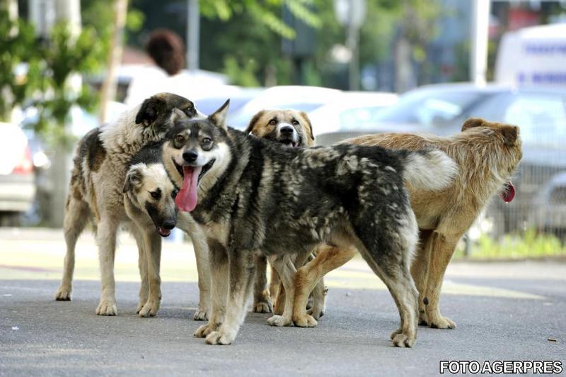 Cainii comunitari, Foto: Agerpres