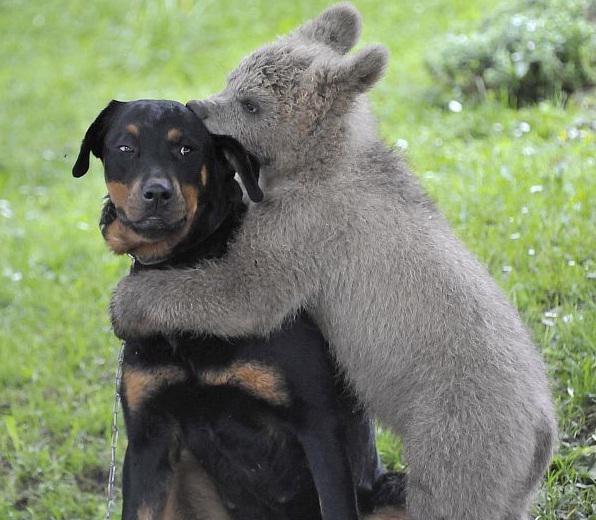 Ursuletul Lucky, imbratisand cainele familiei, Foto: RTV SLO/ Reuters