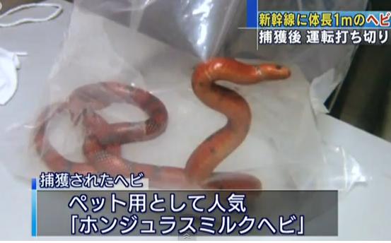 Sarpe de lapte hondurian, descoperit la bordul unui tren din Japonia, Foto: Captura YouTube