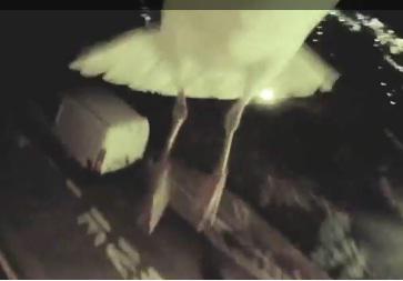 Imagini incredibile, Foto: Captura YouTube