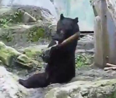 Ursul kung fu, Foto: Captura Trilulilu