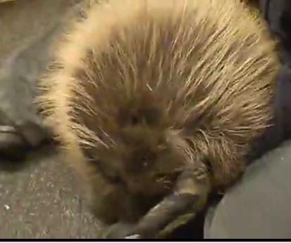 Porcul spinos care se crede catel, Foto: Captura Trilulilu