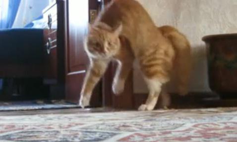 Pisica - senzatie de pe YouTube, Foto: Captura YouTube