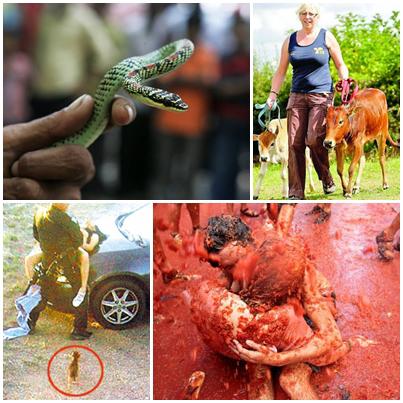 Faze Tari, Foto: Colaj foto