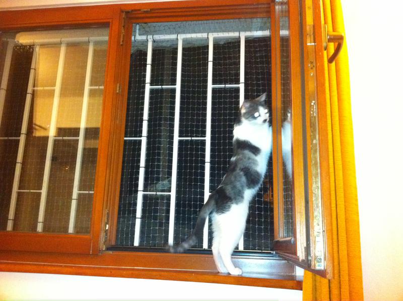 adio Schengen!, Foto: USER UPLOADED