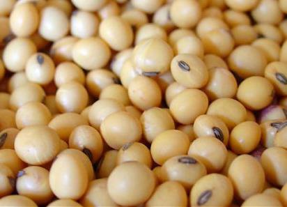 Soia, Foto: stock.xchng