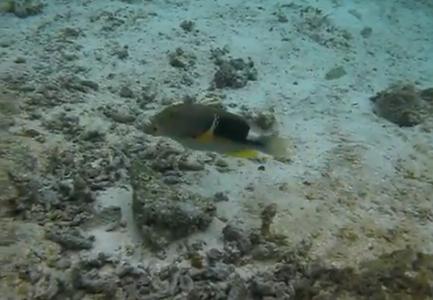 Pestii folosesc unelte, Foto: Captura YouTube