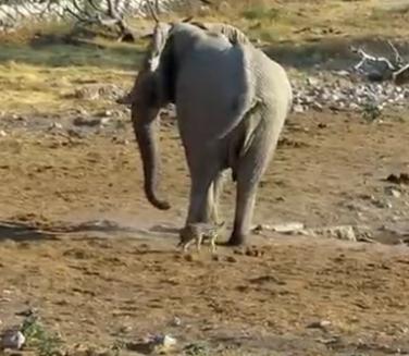 Elefantul si sacalul, Foto: Captura Trilulilu
