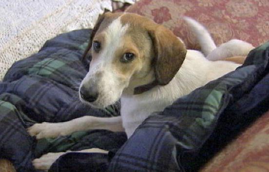 Daniel, un patruped norocos, Foto: Captura NBC