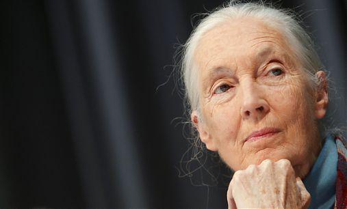 Jane Goodall, Foto: Reuters