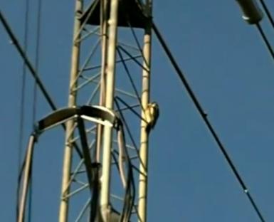 Ciocanitoarea confuza, Foto: Captura Trilulilu