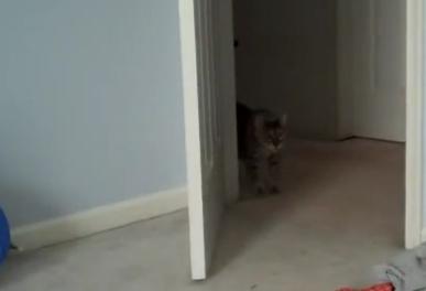 Pisica pe arcuri, Foto: Captura Trilulilu