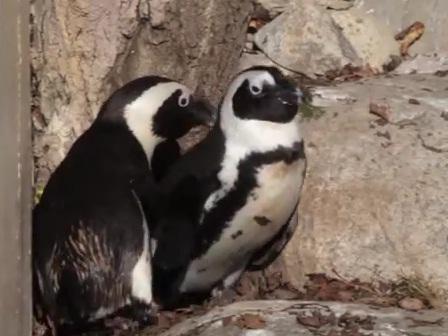 Pinguinii gay de la Gradina Zoologica din Toronto, Foto: Captura YouTube