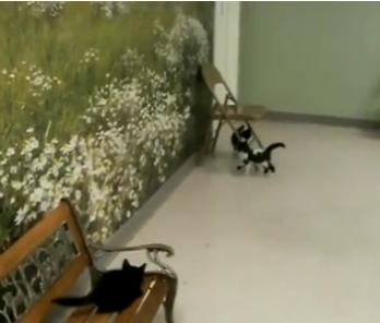 Pisici nazdravane, Foto: Captura Trilulilu