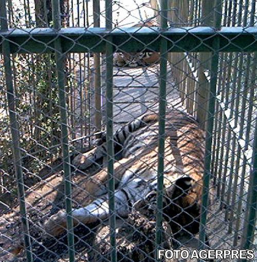 Gradina Zoologica Sibiu , Foto: AGERPRES