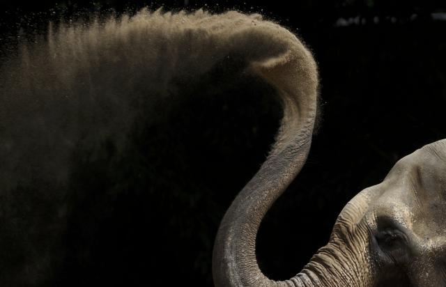 Elefant indian la zoo, Germania, Foto: Reuters