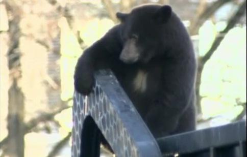 Ursul urcat in camionul de gunoi, Foto: Captura video