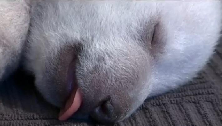 Siku, un pui de urs polar de numai 3 kg, Foto: Captura YouTube