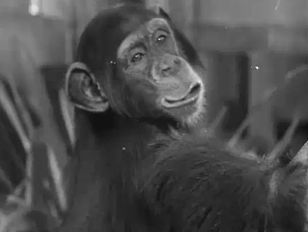 Cheetah, Foto: YouTube