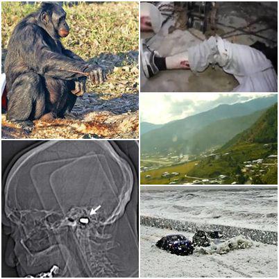 O lume nebuna, Foto: Colaj foto