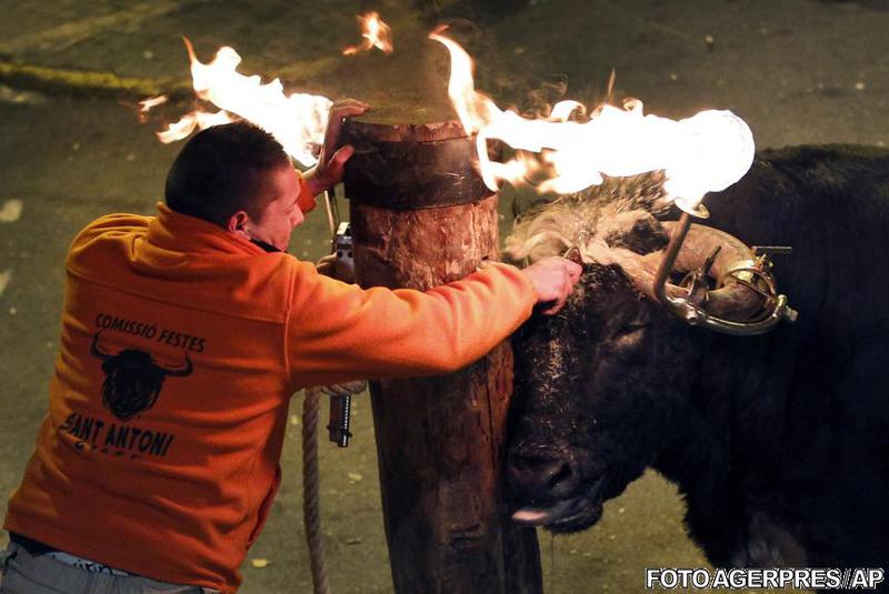 Un taur cu coarnele aprinse, in timpul unui festival dedicat Sfantului Anton, organizat in Gilet (Spania), Foto: Agerpres/AP