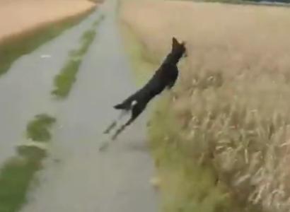 Catelul atlet, Foto: Trilulilu