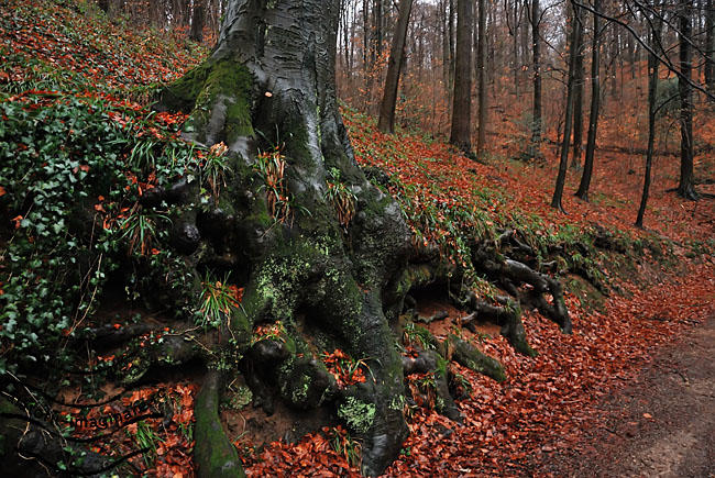 ​Philosophenweg, Foto: calatorii-imaginare.ro