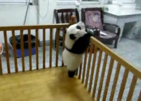 Un panda perseverent, Foto: Captura Trilulilu