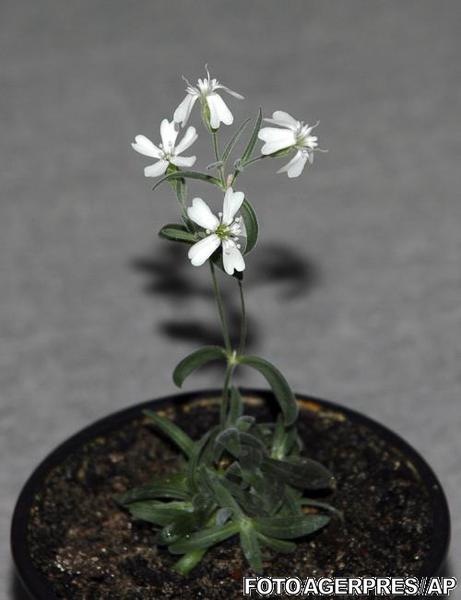 O planta readusa la viata, Foto: Agerpres