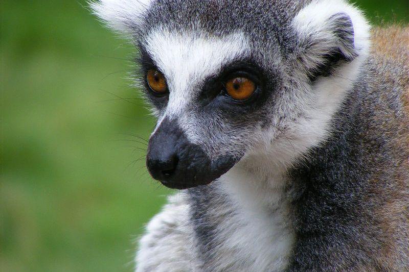 Lemur, Foto: Andrada Sera