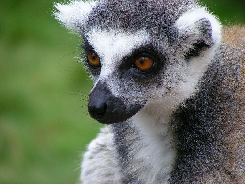 Lemur, Foto: Andrada Sera