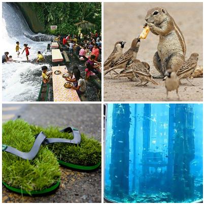 Faze tari, Foto: Colaj foto