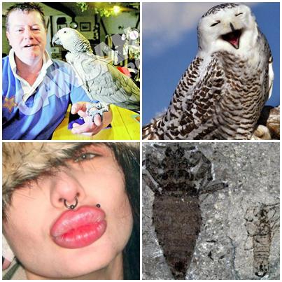 Faze Tari, Foto: Colaj foto