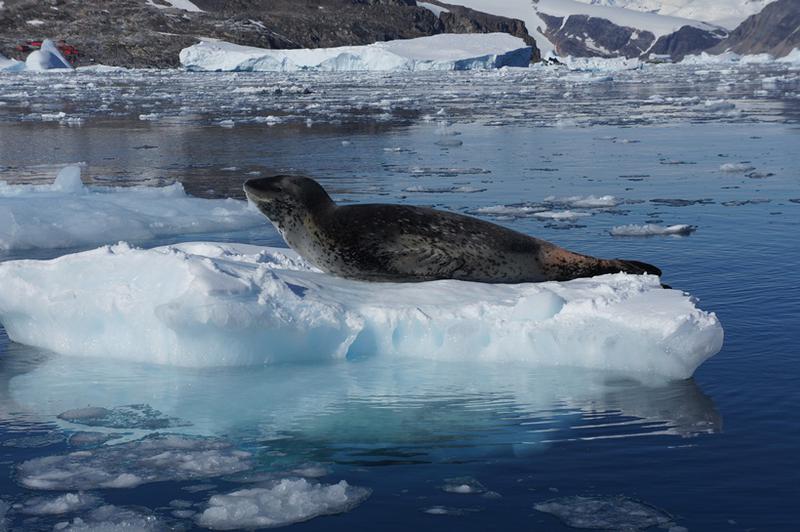 Antarctica, Foto: feher.wordpress.com