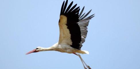 Barza, Foto: AGERPRES