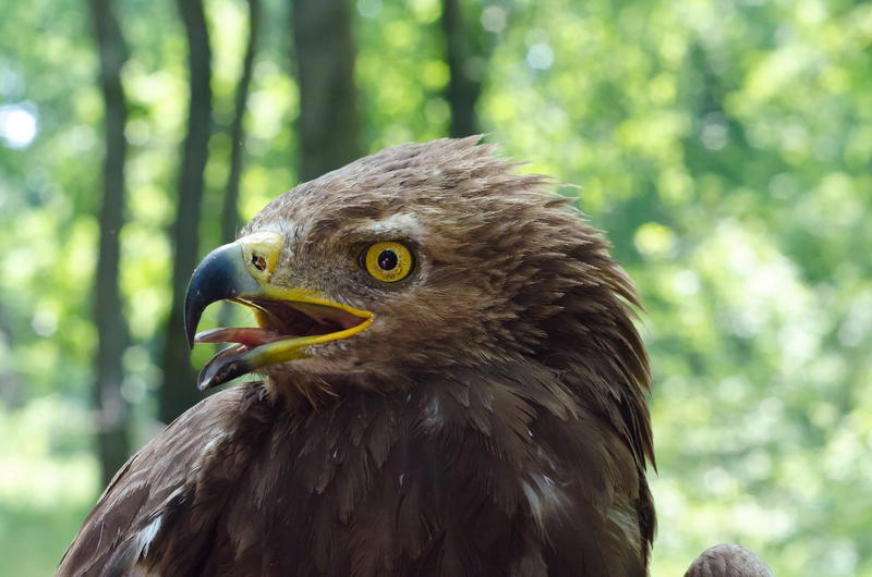 Narcis_1, Foto: Societatea Ornitologica Romana