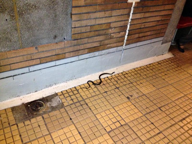 Sarpe la metrou, Foto: Bucuresti. Acum