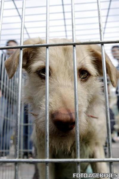britanicii "importa" caini din Romania, Foto: Agerpres