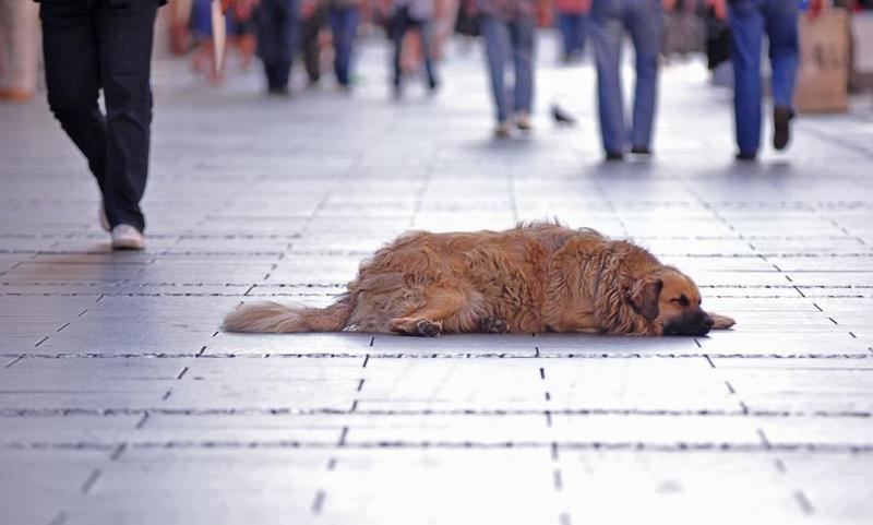 Caine comunitar, Foto: Agerpres