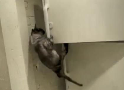 Hotomanca, Foto: Trilulilu