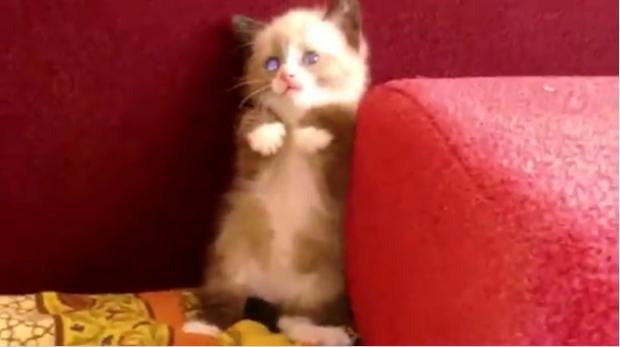 Pisicuta speriata, Foto: Trilulilu