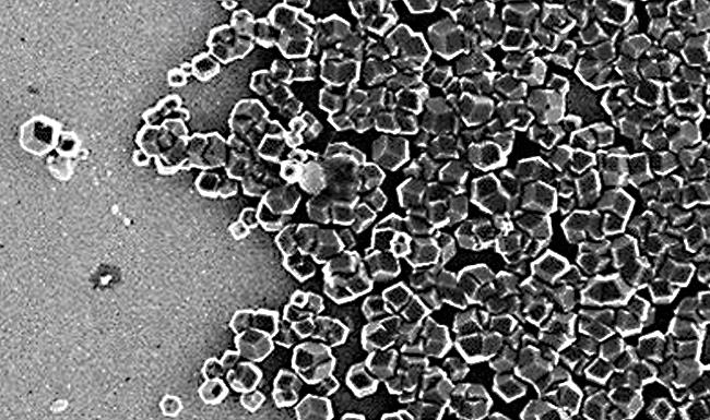 Oamenii de stiinta de la Universitatea din Leeds cerceteaza posibilitatea folosirii unei bacterii pentru construirea unor solutii de stocare, Foto: Leeds University