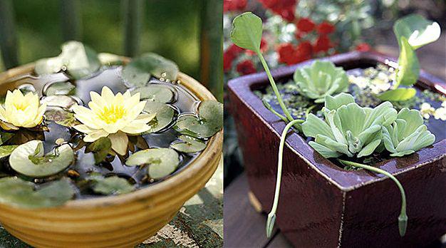 Gradini intr-un pahar cu apa, Foto: midwestliving.com