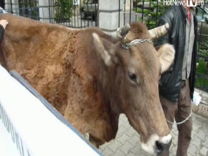 Protest cu animale in fata Ministerului Agriculturii, Foto: Hotnews