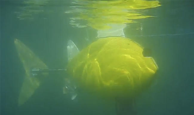 Proiectul pestelui robotic se afla in faza de testare. , Foto: Captura ecran YouTube